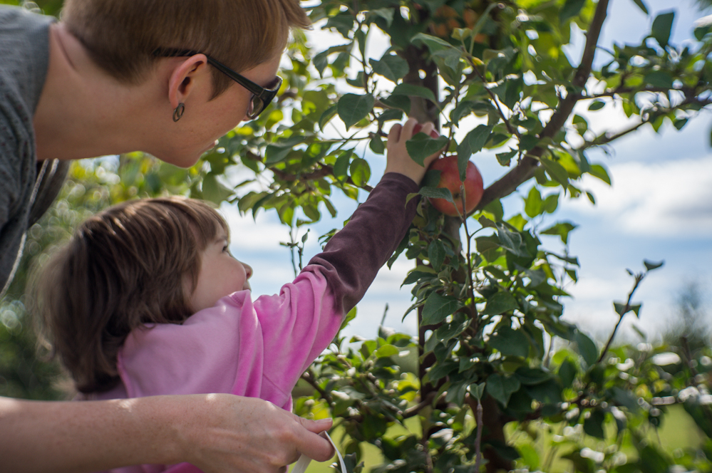 Picking Apples
