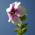 flower against blue sky