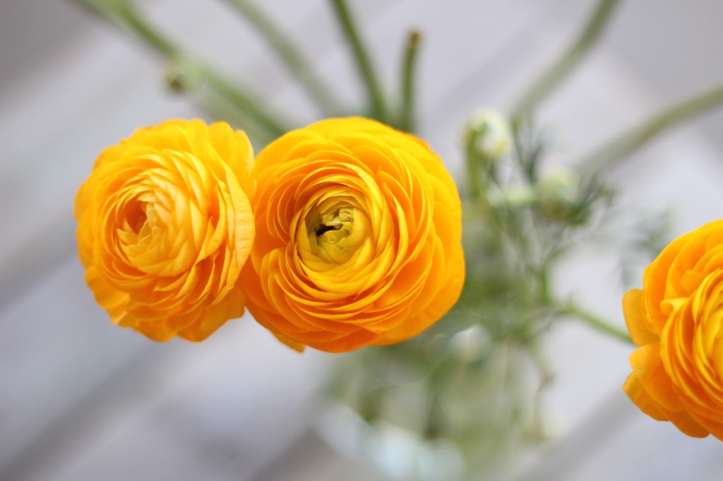 ranunculus